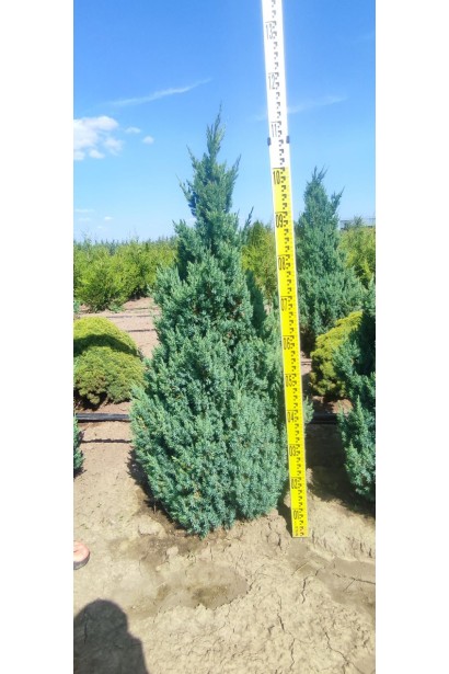 Ялівець китайський Стрікта - ком35кг/вис.100-120см/Ø50-55см